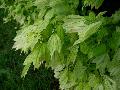 Trident Maple